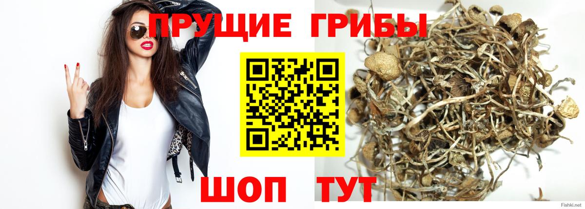 Галлюциногенные грибы Psilocybine cubensis Аксай